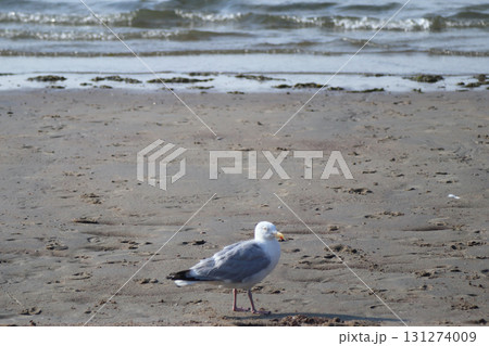 gull  (Larus argentatus) 131274009