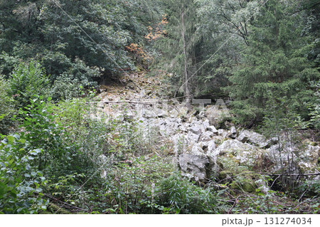 in the forest 131274034