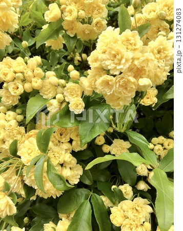 黄色いモッコウバラの花 131274083
