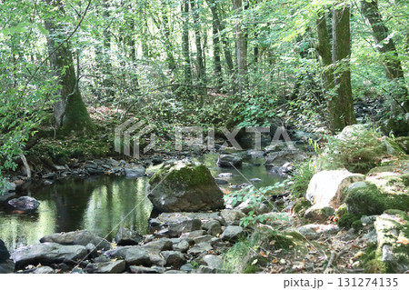 in the forest 131274135