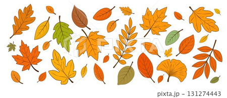Autumn falling golden, red and orange leaves highlighted on a white background. 131274443