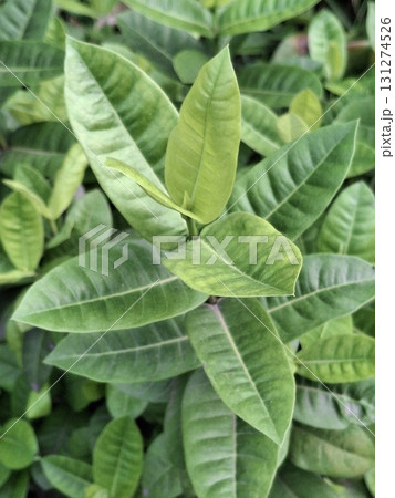 A close-up, detailed view of lush green leaves with visible veins, creating a natural, organic texture 131274526