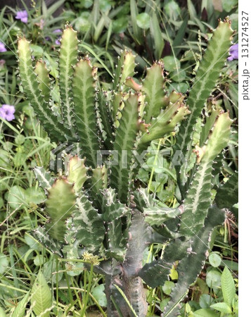 A close-up shot of a spiky, green succulent plant with a textured trunk, surrounded by lush foliage and hints of purple flowers 131274527