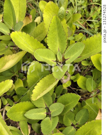 Close-up view of vibrant green leaves with a soft focus background, highlighting the texture and natural beauty of the foliage Close-up view of vibrant green leaves with a soft focus background, highlighting the texture and natural beauty of the foliage 131274528