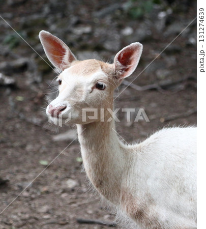 fallow deer (Dama dama) fallow deer (Dama dama) 131274639
