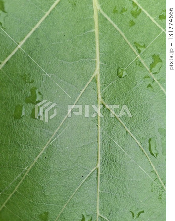 Close-up macro shot of a vibrant green leaf with delicate water droplets and prominent veins, showcasing natural texture and detail Close-up macro shot of a vibrant green leaf with delicate water droplets and prominent veins, showcasing natural texture and detail 131274666