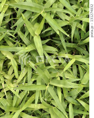 Close-up, overhead view of lush, vibrant green grass with dew drops, showcasing natural texture and freshness Close-up, overhead view of lush, vibrant green grass with dew drops, showcasing natural texture and freshness 131274832