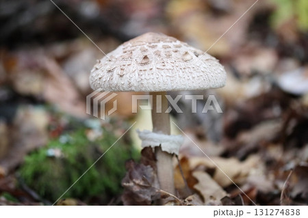 Macrolepiota procera   (Macrolepiota procera) 131274838