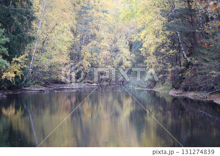 in the forest 131274839