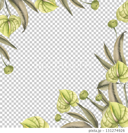 Tropical anthurium green flowers with eucalyptus leaves watercolor floral banner. Hand drawn botanical frame with exotic jungle greenery for summer design, product packing and stationery decor Tropical anthurium green flowers with eucalyptus leaves watercolor floral banner. Hand drawn botanical frame with exotic jungle greenery for summer design, product packing and stationery decor 131274926
