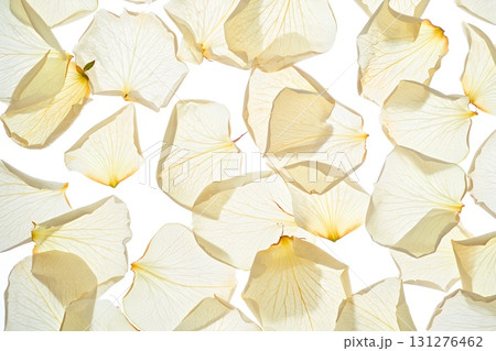 Texture of scattered white flower petals, soft natural background for romantic or wedding designs 131276462