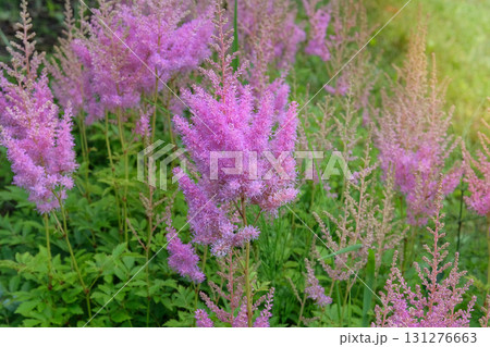 Astilbe is grown as garden plants. Cottage garden. Blooming bright purple flowers. Sunny day. Perennial herbaceous plant. Small pink flowers. Astilbe is grown as garden plants. Cottage garden. Blooming bright purple flowers. Sunny day. Perennial herbaceous plant. Small pink flowers. 131276663