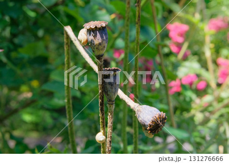 Dry poppy seeds grow in garden. Seed head in meadow in sunny day. Cottage garden. 131276666