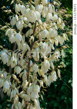 Yucca with flowers is growing. Blooming tropical plant with white flowers. Sunny day. Yucca with flowers is growing. Blooming tropical plant with white flowers. Sunny day. 131276672