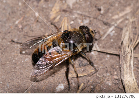 Honeybee resting on a wall 131276706