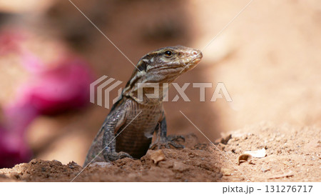 Colorful Lizard on the Ground 131276717