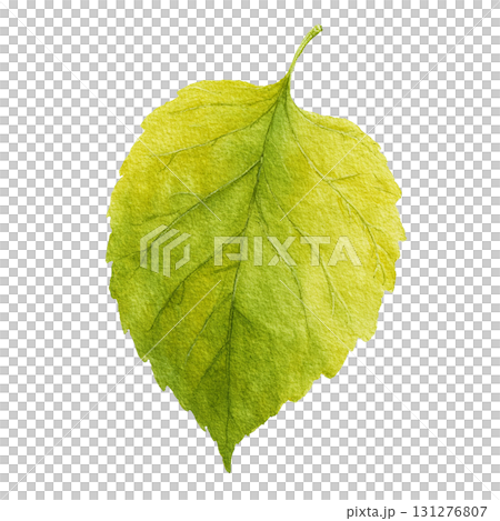 Watercolor-style green leaf illustration material | Simple, cut-out, transparent PNG 131276807