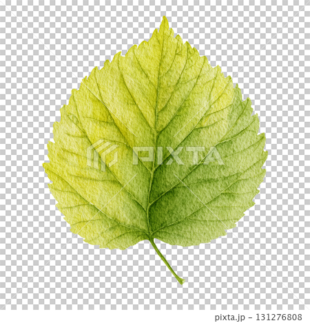 Watercolor-style green leaf illustration material | Simple, cut-out, transparent PNG 131276808
