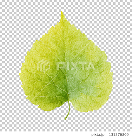 Watercolor-style green leaf illustration material | Simple, cut-out, transparent PNG 131276809