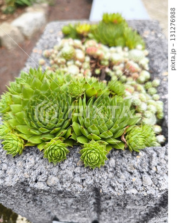 Picturesque corner of living nature: a collection of succulents in a stone vase Picturesque corner of living nature: a collection of succulents in a stone vase 131276988