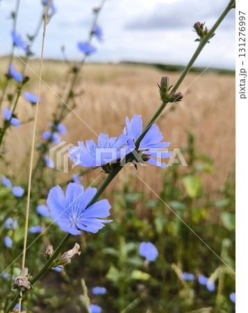 Blue chicory flowers against a golden wheat field under a summer sky Blue chicory flowers against a golden wheat field under a summer sky 131276997