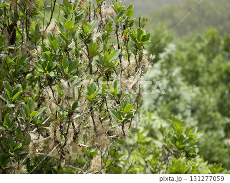 Usnea Lichen on Tree Branches in Anaga Forest, Tenerife Usnea Lichen on Tree Branches in Anaga Forest, Tenerife 131277059