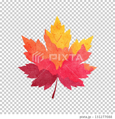 Simple illustration of autumn maple leaves | Autumn, Maple, Transparent PNG 131277088