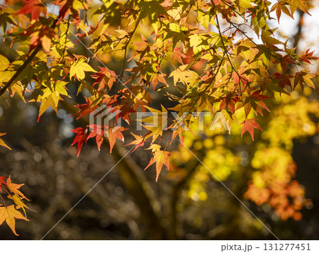 秋色に染まるもみじの風情 131277451