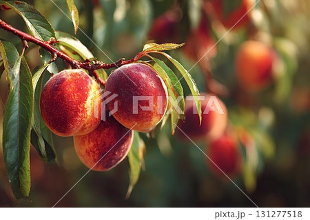 Ripe peaches growing on branch in orchard 131277518