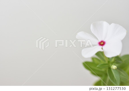 日々草 131277530