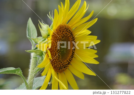 ヒマワリ畑のヒマワリの蜂がいる黄色い花をアップで撮影した写真 ヒマワリ畑のヒマワリの蜂がいる黄色い花をアップで撮影した写真 131277822