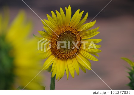 太陽に向かって咲くひまわり 131277823