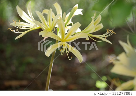 白い彼岸花 131277895