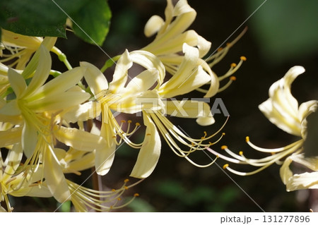 白い彼岸花 131277896