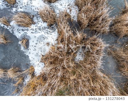 Aerial view of a marsh grassland in winter with frost covered cattails 131278043