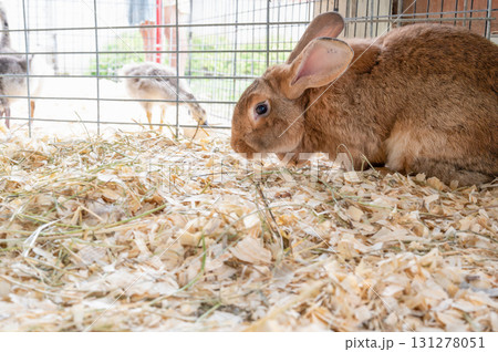 Brown rabbit resting in a cozy enclosure with other animals nearby during a sunny day at a farm 131278051