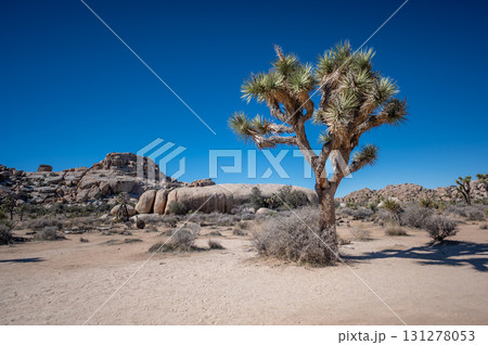 Joshua tree stands tall against a clear blue sky in the desert landscape during midday 131278053