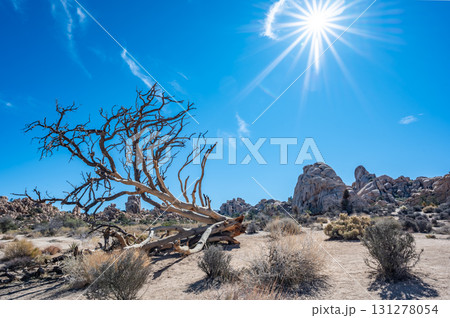 Stark beauty of a desert landscape with twisted trees and rugged rock formations under a bright sun 131278054