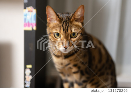 見つめる猫 131278293