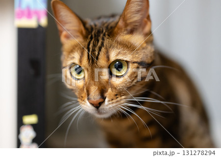見つめる猫 131278294