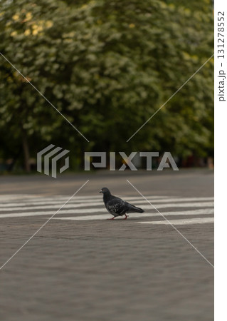 pigeon crosses a pedestrian crossing in a bustling city environment. The scene captures the calm moment amid city life surrounded by greenery and urban structures. 131278552