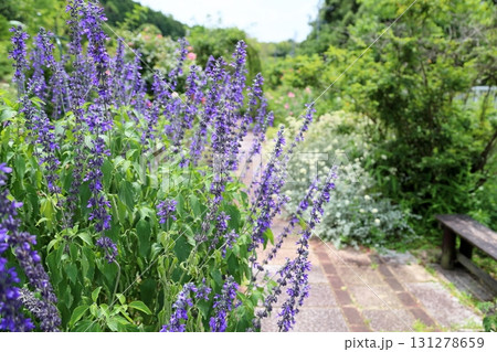 爽やか　ラベンダーセージの花 131278659