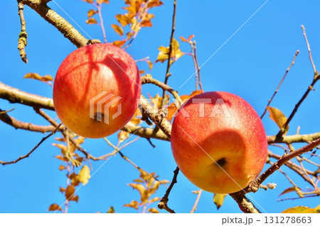 サンフジりんご 131278663