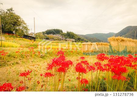 秋の寺坂棚田 秋の寺坂棚田 131278736
