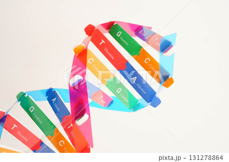 DNA molecule spiral structure model isolated on white background, chromosome and gene chemical science biology. DNA molecule spiral structure model isolated on white background, chromosome and gene chemical science biology. 131278864