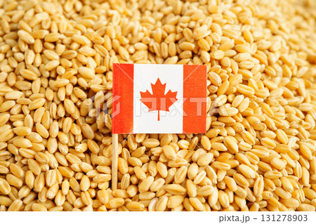 Canada flag on grain wheat, trade export and economy concept. Canada flag on grain wheat, trade export and economy concept. 131278903