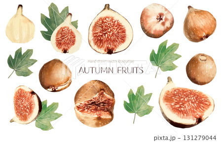 水彩で描いたイチジクのイラスト素材セット 131279044