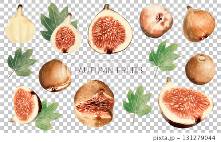 水彩無花果插畫素材集 131279044