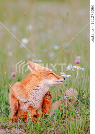 野の花に囲まれた子ギツネのひととき 131279060