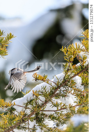 北国の小さな妖精シマエナガの姿 131279074